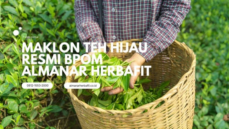 Maklon teh hijau di pabrik almanar herbafit