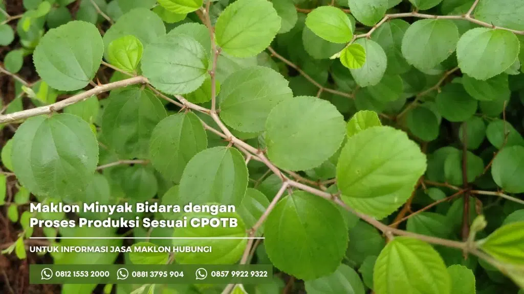jasa maklon minyak bidara dengan proses produksi sesuai dengan CPOTB