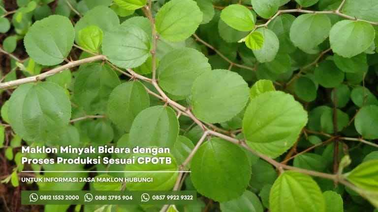 jasa maklon minyak bidara dengan proses produksi sesuai dengan CPOTB