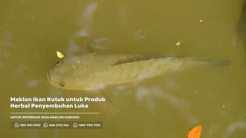 Maklon Ikan Kutuk untuk Produk Herbal Penyembuhan Luka