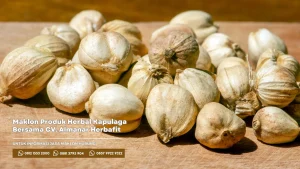 Maklon Produk Herbal Kapulaga Bersama CV. Almanar Herbafit