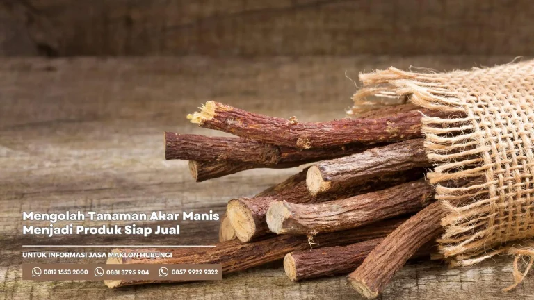 Mengolah Tanaman Akar Manis Hingga Menjadi Produk Siap Jual