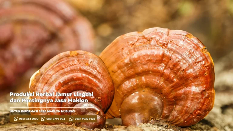 Produksi Herbal Jamur Lingzhi dan Pentingnya Jasa Maklon