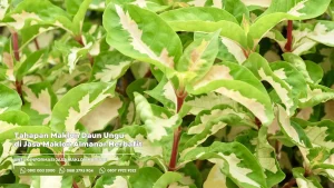 Tahapan Maklon Daun Ungu di Jasa Maklon Almanar Herbafit