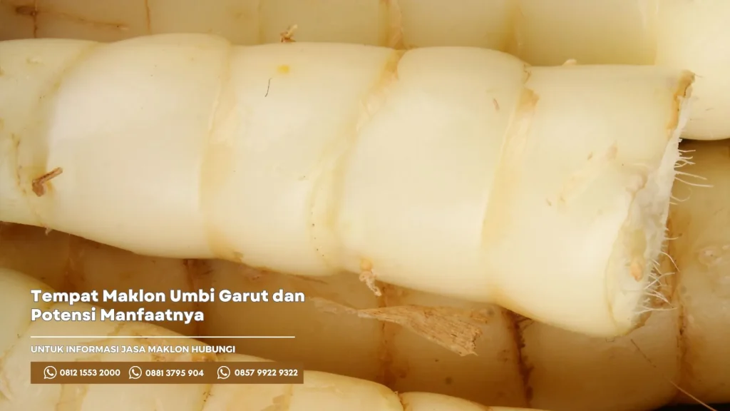 Ini Dia Tempat Maklon Umbi Garut Beserta Potensi Manfaatnya