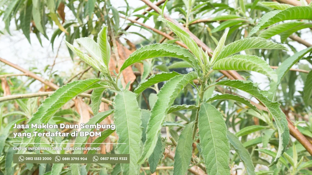 Jasa Maklon Daun Sembung yang Terdaftar di BPOM
