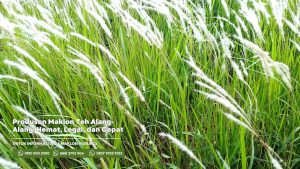 Tempat Produsen Maklon Teh Alang-Alang: Hemat, Legal, dan Cepat