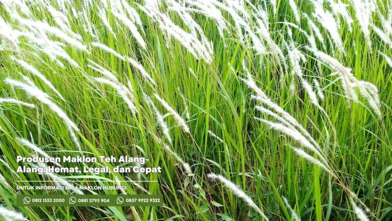 Tempat Produsen Maklon Teh Alang-Alang: Hemat, Legal, dan Cepat