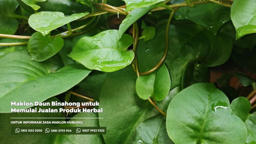 Maklon Daun Binahong untuk Memulai Jualan Produk Herbal