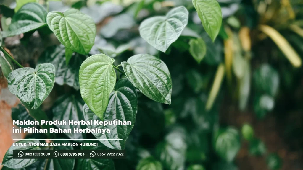 Maklon Produk Herbal Keputihan ini Pilihan Bahan Herbalnya