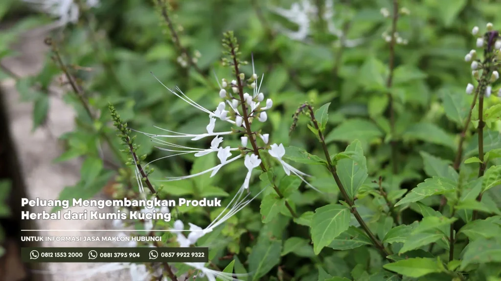 Peluang Mengembangkan Produk Herbal dari Kumis Kucing