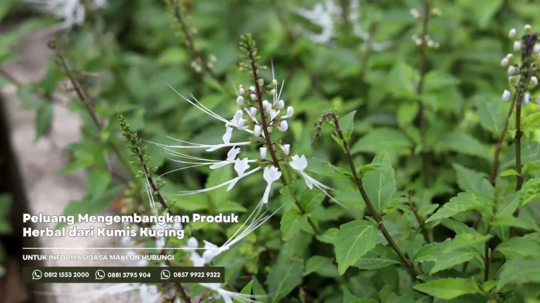 Peluang Mengembangkan Produk Herbal dari Kumis Kucing