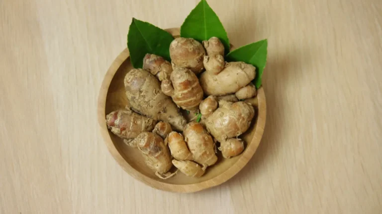 Jasa Maklon Kencur Tempat Produksi Herbal Berkhasiat