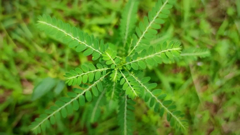 Pengolahan Daun Meniran sebagai Bahan Baku Produk Herbal